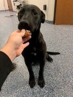 Dog for adoption - *Annie Oakley, a Labrador Retriever Mix in Dallas, TX |  Petfinder