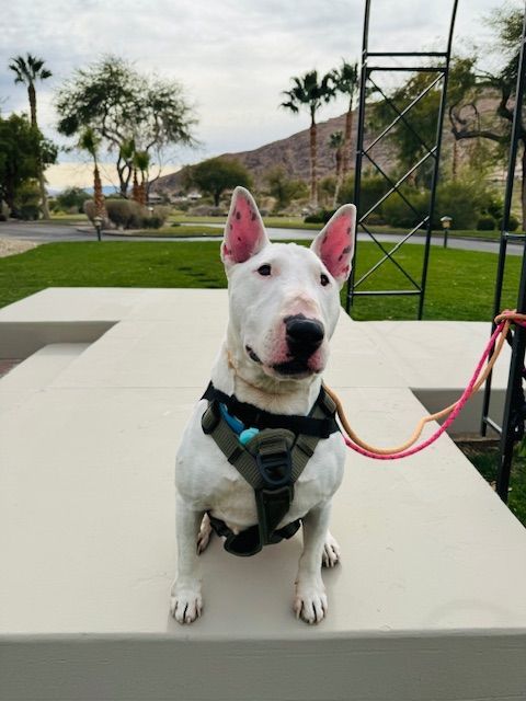 ROCKIE, an adoptable Bull Terrier in Las Vegas, NV, 89147 | Photo Image 2