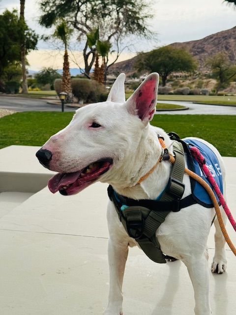 ROCKIE, an adoptable Bull Terrier in Las Vegas, NV, 89147 | Photo Image 3