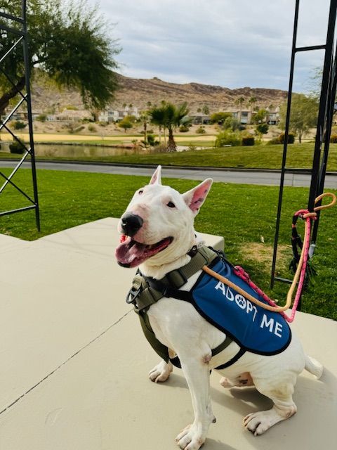 ROCKIE, an adoptable Bull Terrier in Las Vegas, NV, 89147 | Photo Image 4