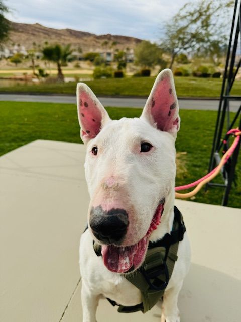 ROCKIE, an adoptable Bull Terrier in Las Vegas, NV, 89147 | Photo Image 5