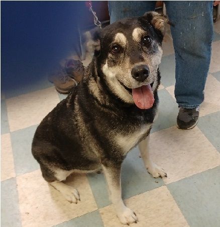 Samson, an adoptable Alaskan Malamute, Labrador Retriever in Philippi, WV, 26416 | Photo Image 1