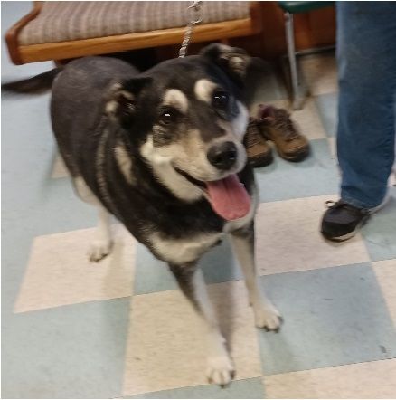 Samson, an adoptable Alaskan Malamute, Labrador Retriever in Philippi, WV, 26416 | Photo Image 3