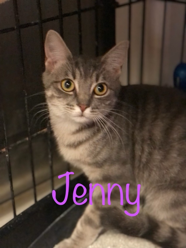 JENNY, an adoptable Domestic Short Hair in New Bern, NC, 28563 | Photo Image 1