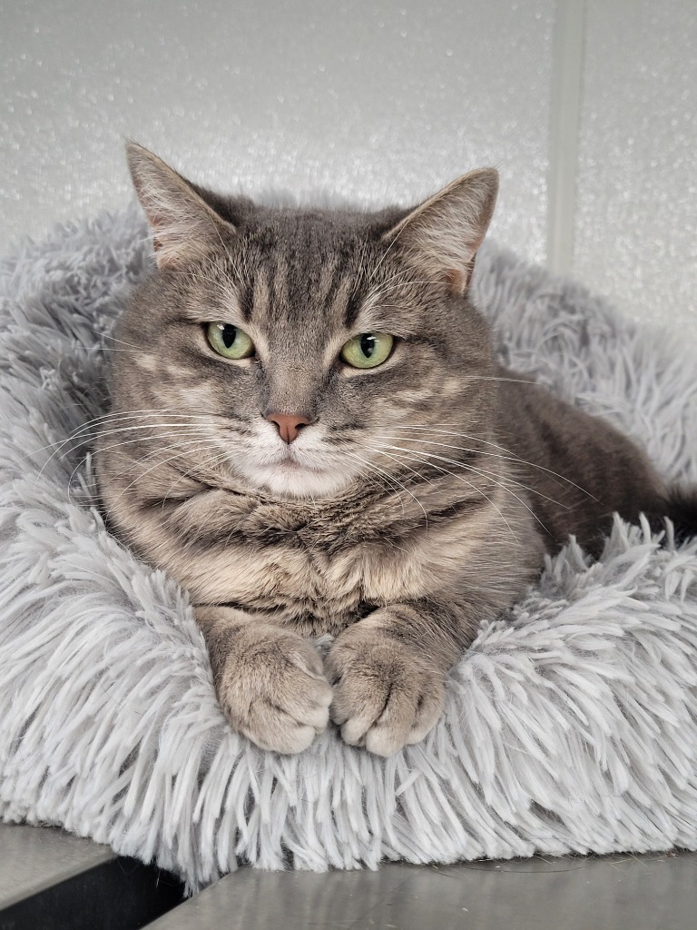 JENNY, an adoptable Domestic Short Hair in New Bern, NC, 28563 | Photo Image 1