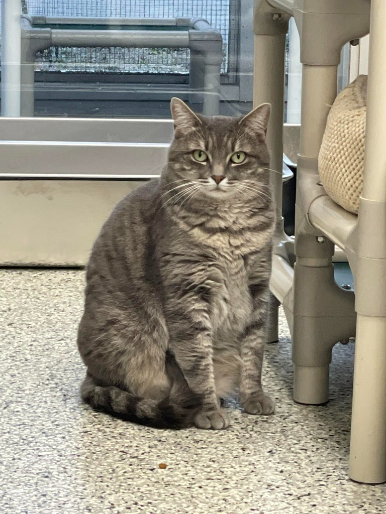 JENNY, an adoptable Domestic Short Hair in New Bern, NC, 28563 | Photo Image 3