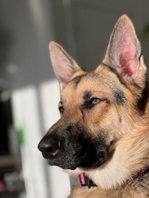 Layla  German Shepherd Dog Dog