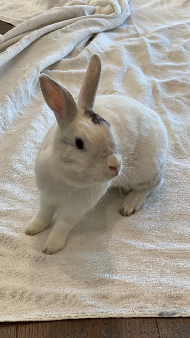 Rabbit for adoption - Sweet Sage, a Bunny Rabbit in Montclair, CA ...