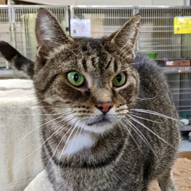 GREEN EYES (Marshall), an adoptable Domestic Short Hair in Battle Creek, MI, 49017 | Photo Image 1