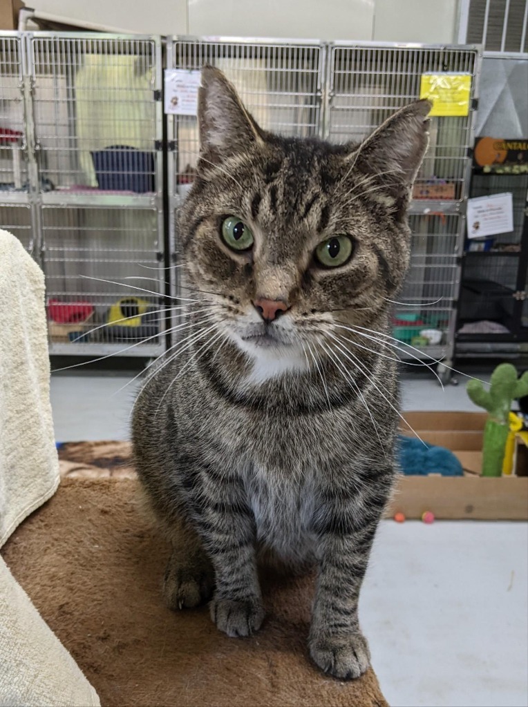 GREEN EYES (Marshall), an adoptable Domestic Short Hair in Battle Creek, MI, 49017 | Photo Image 2