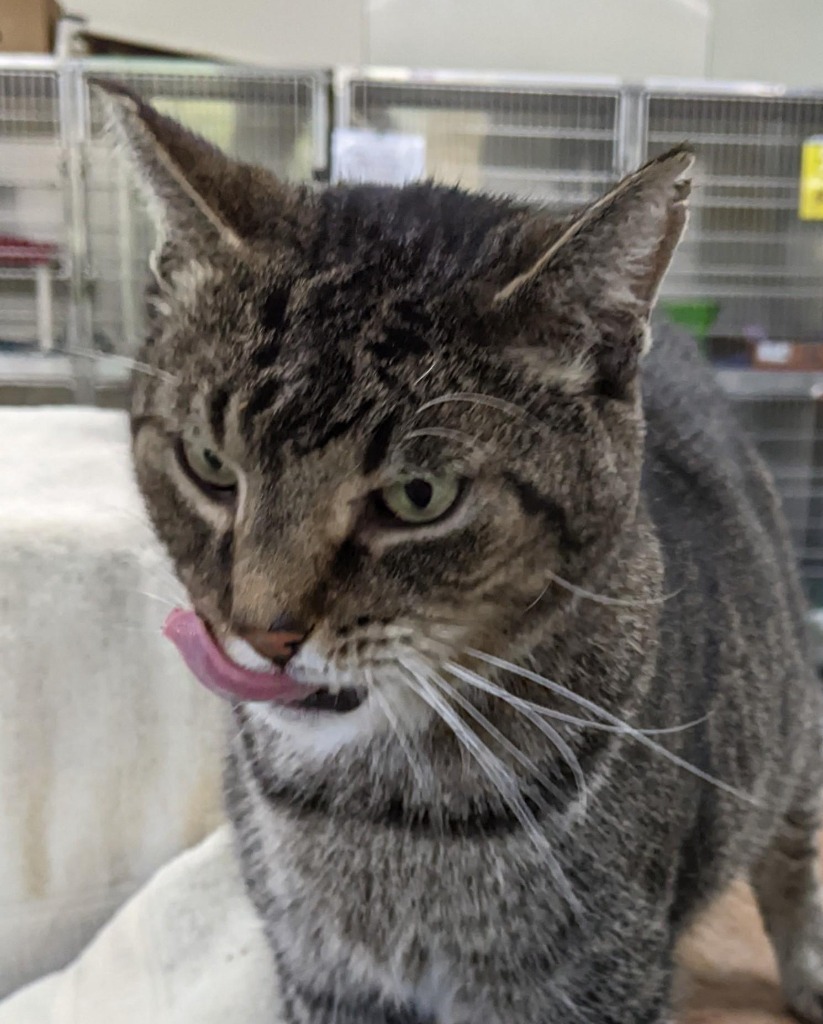 GREEN EYES (Marshall), an adoptable Domestic Short Hair in Battle Creek, MI, 49017 | Photo Image 3