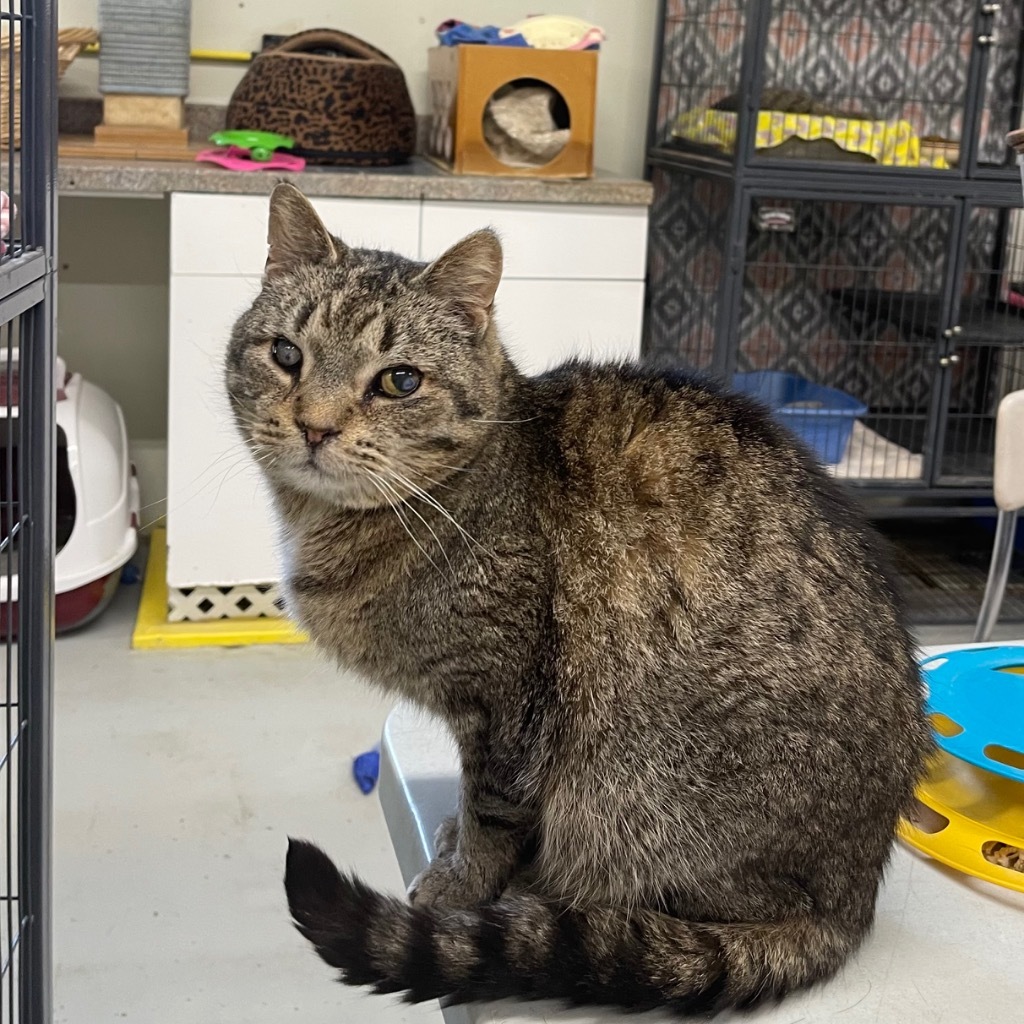 TIPPER, an adoptable Domestic Short Hair in Battle Creek, MI, 49017 | Photo Image 2