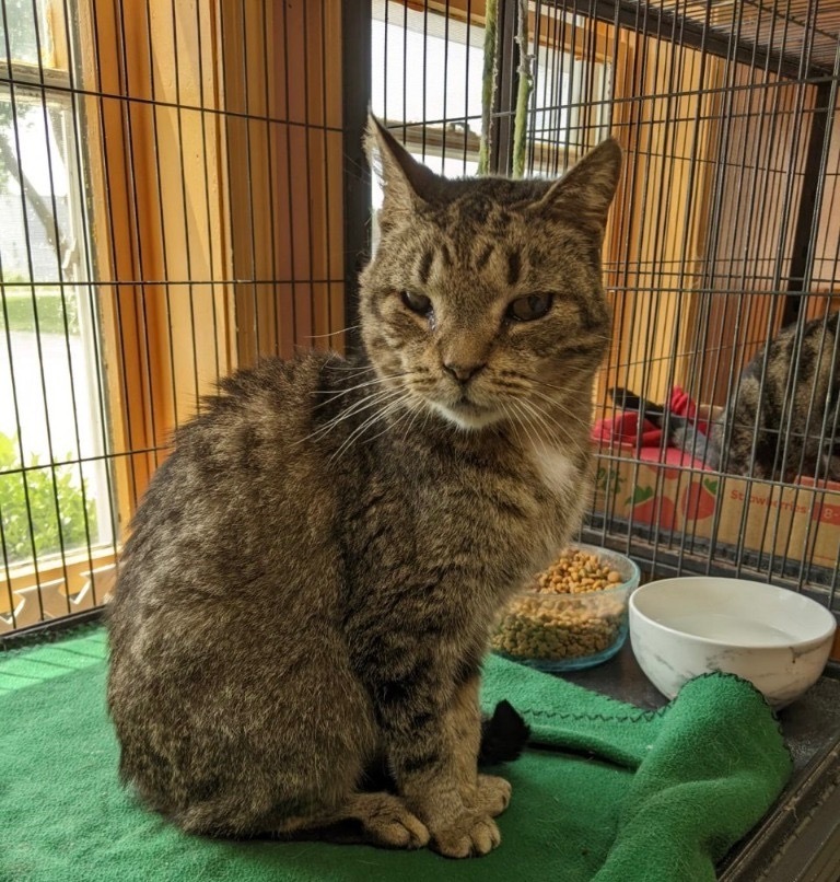 TIPPER, an adoptable Domestic Short Hair in Battle Creek, MI, 49017 | Photo Image 3