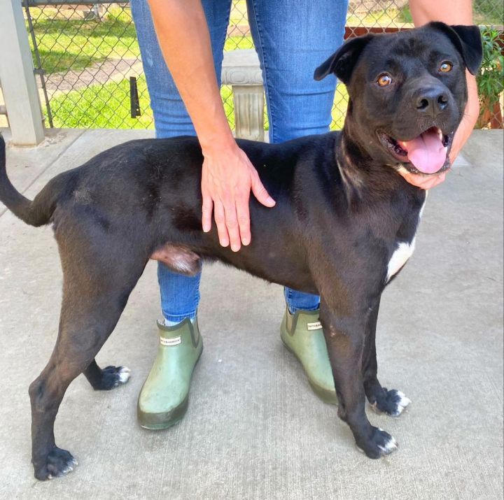 Ronnie, an adoptable Labrador Retriever Mix in Albany, GA_image-5