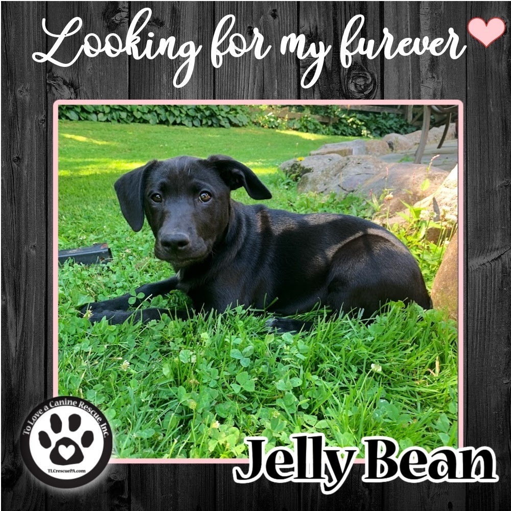 Jellybean (Jessa Pup) 052122