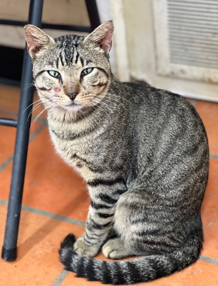 Bubba, an adopted Tabby & Domestic Short Hair Mix in Uvalde, TX_image-2