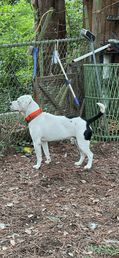 Johnny Cash, an adoptable American Bully in Florala, AL, 36442 | Photo Image 1