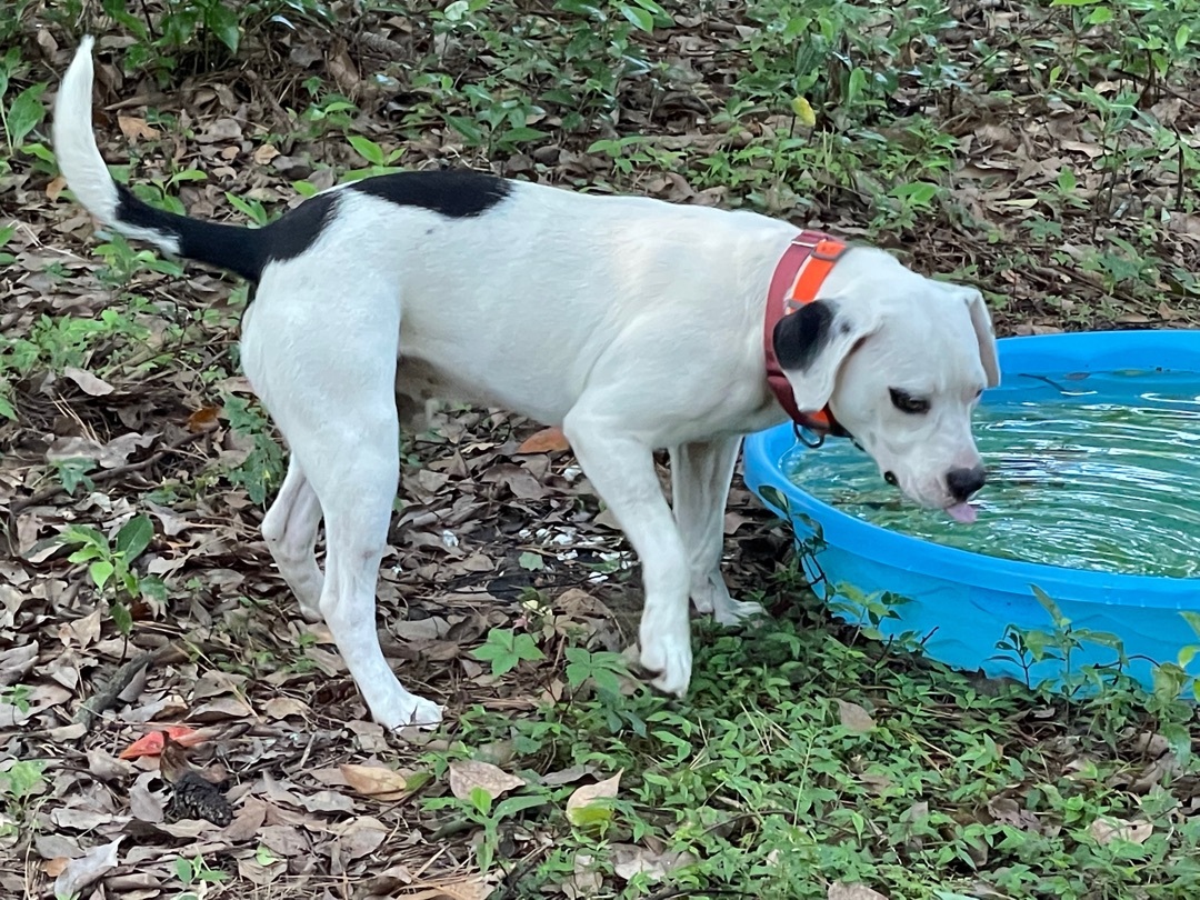 Johnny Cash, an adoptable American Bully in Florala, AL, 36442 | Photo Image 2