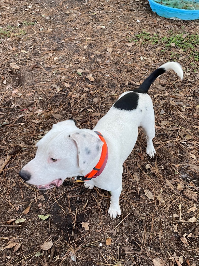 Johnny Cash, an adoptable American Bully in Florala, AL, 36442 | Photo Image 3