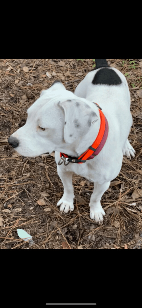 Johnny Cash, an adoptable American Bully in Florala, AL, 36442 | Photo Image 4