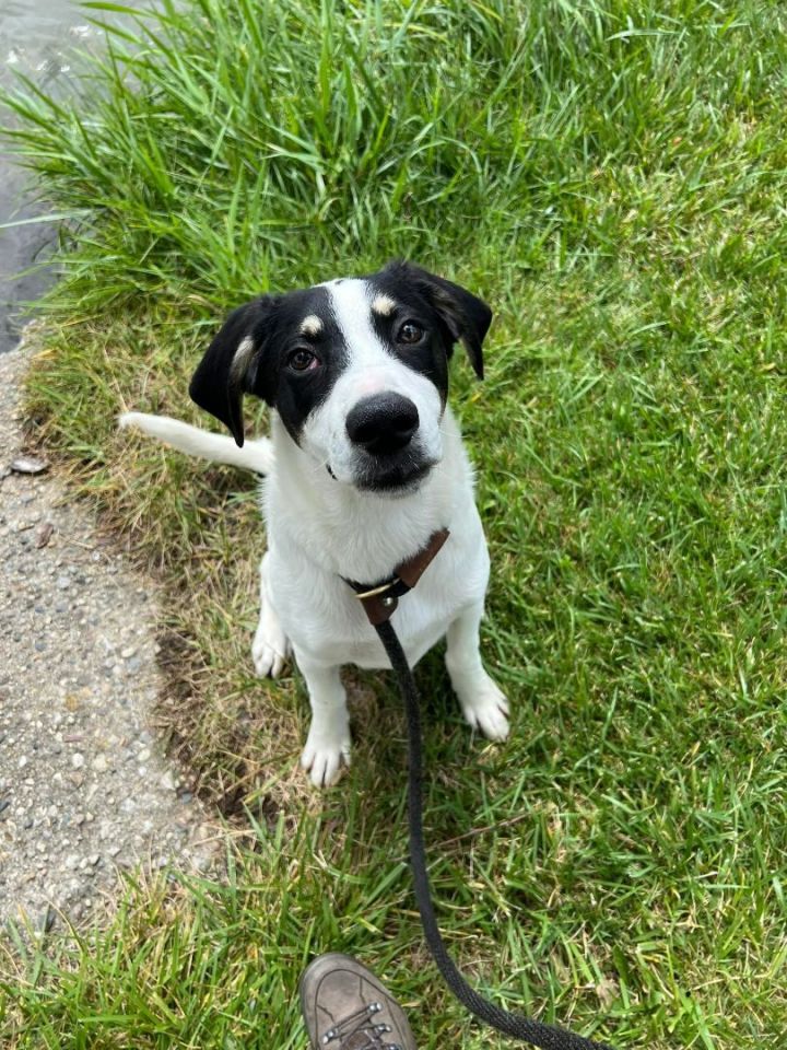 Hayden, an adoptable Catahoula Leopard Dog Mix in Lake Odessa, MI_image-2