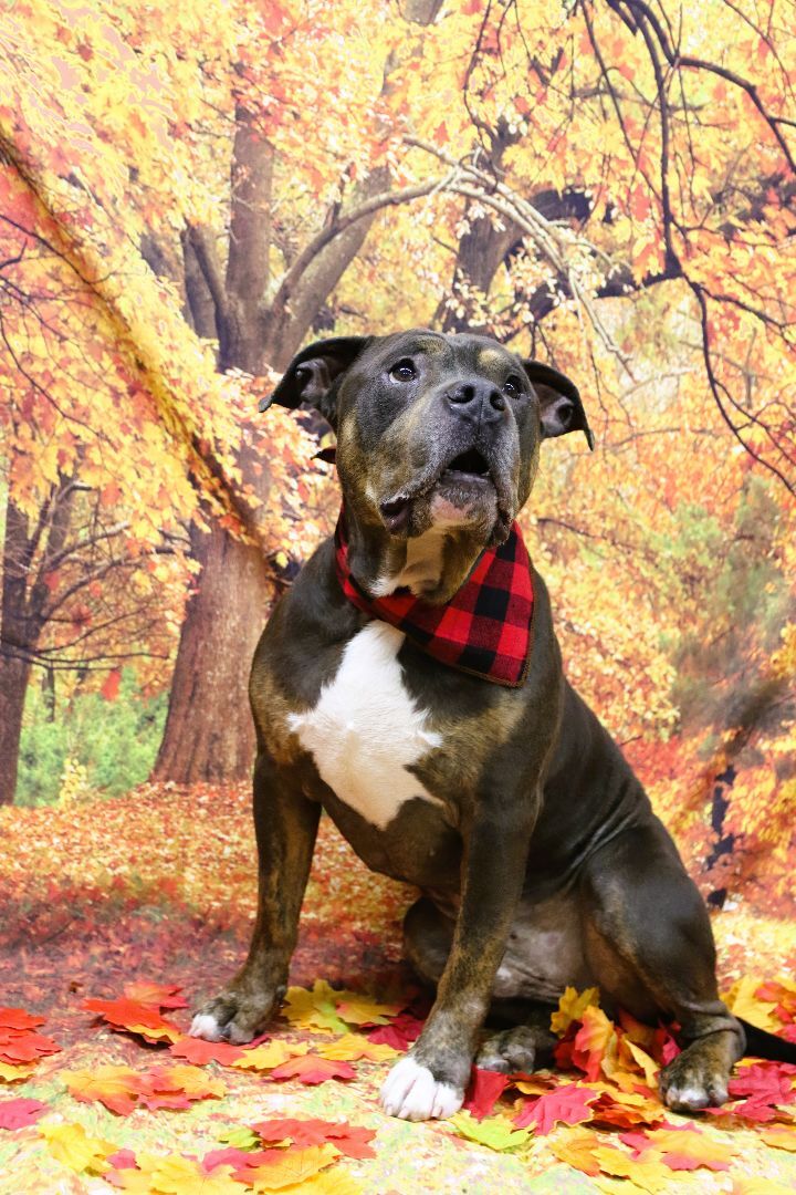 Lennox, an adoptable Terrier Mix in Lake Odessa, MI_image-1