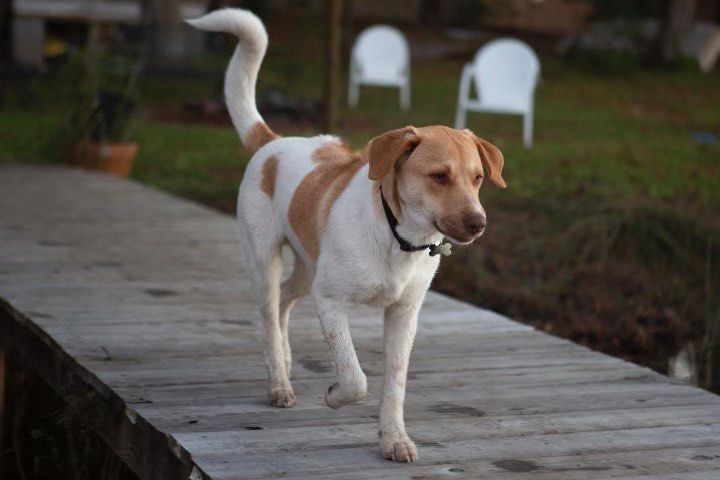 Eddie (aka Dak) , must be adopted with Louie (aka Zeke) - Ridge Brothers