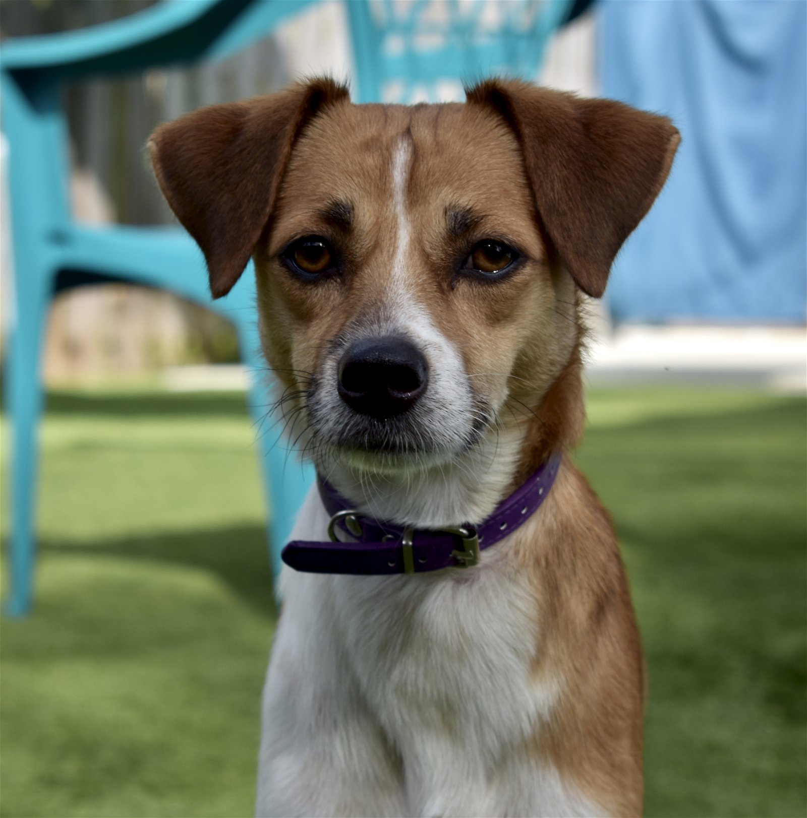 Jake, an adoptable Jack Russell Terrier in Sarasota, FL, 34231 | Photo Image 1