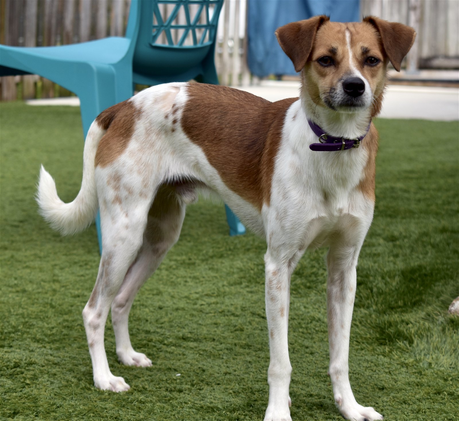 Jake, an adoptable Jack Russell Terrier in Sarasota, FL, 34231 | Photo Image 2