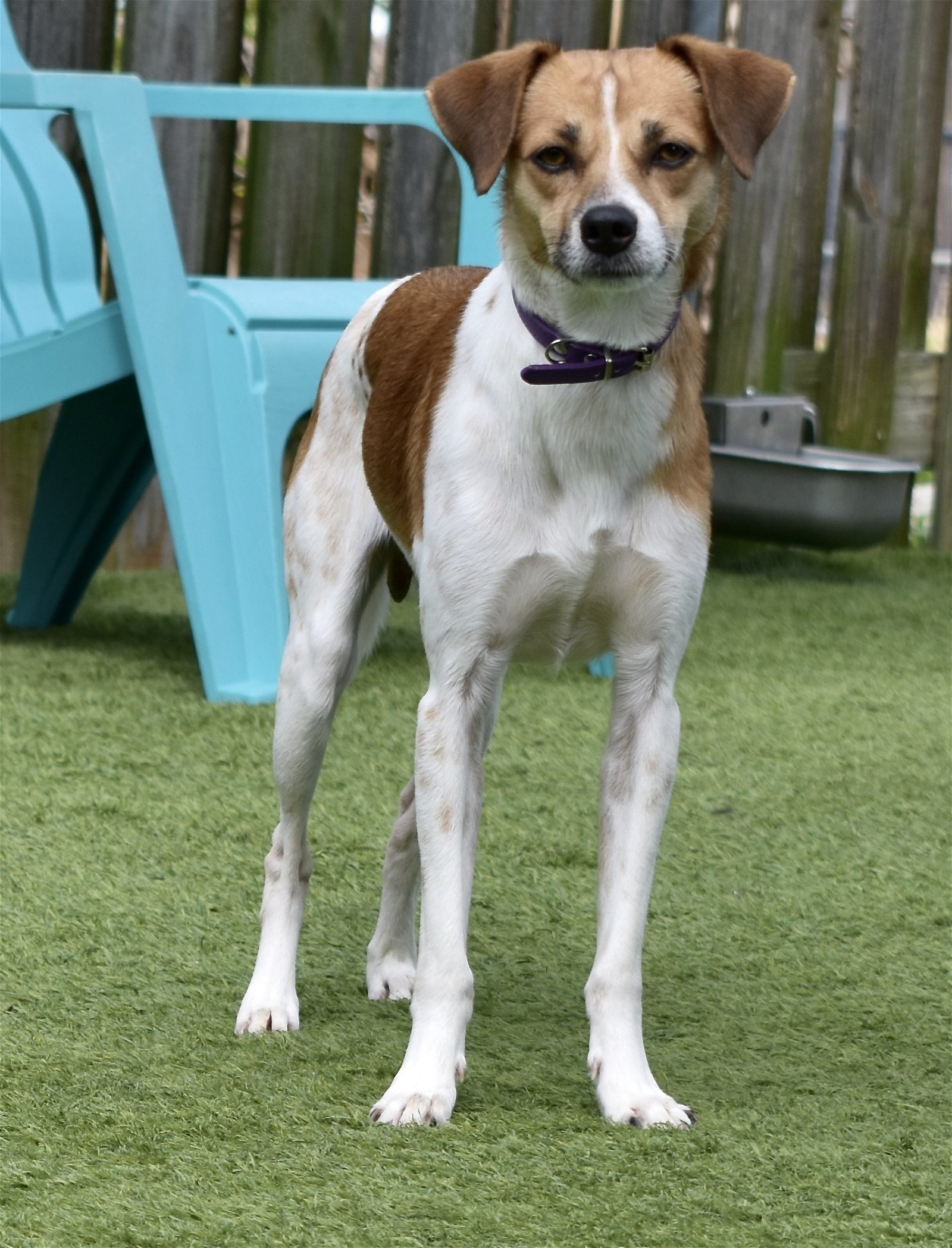 Jake, an adoptable Jack Russell Terrier in Sarasota, FL, 34231 | Photo Image 3
