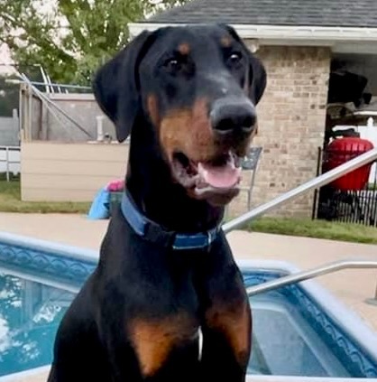 Jack, an adopted Doberman Pinscher in Harahan, LA_image-1