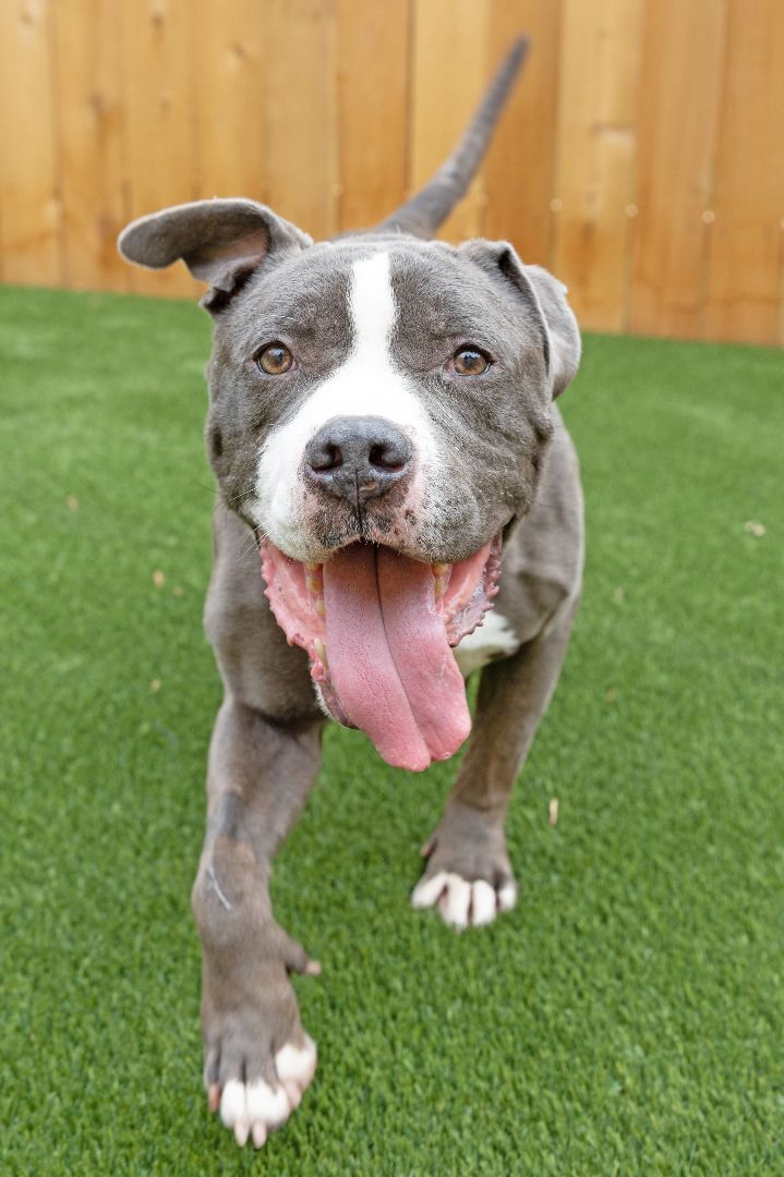Rambi, an adoptable American Staffordshire Terrier Mix in Naperville, IL_image-1