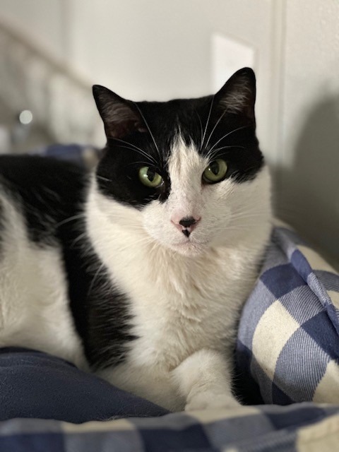 BART, an adoptable Domestic Short Hair in New Bern, NC, 28563 | Photo Image 1