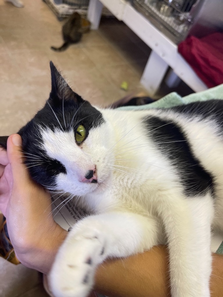 BART, an adoptable Domestic Short Hair in New Bern, NC, 28563 | Photo Image 2