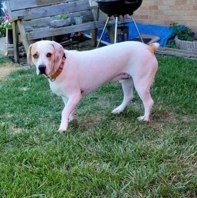 basset hound lab mix