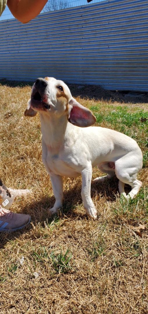 Buddy AKA Boogie, an adoptable Basset Hound, Labrador Retriever in Milwaukee, WI, 53213 | Photo Image 2