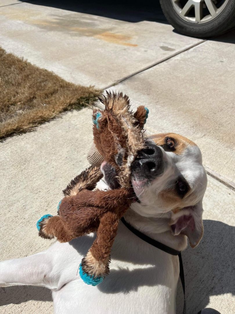 Buddy AKA Boogie, an adoptable Basset Hound, Labrador Retriever in Milwaukee, WI, 53213 | Photo Image 4
