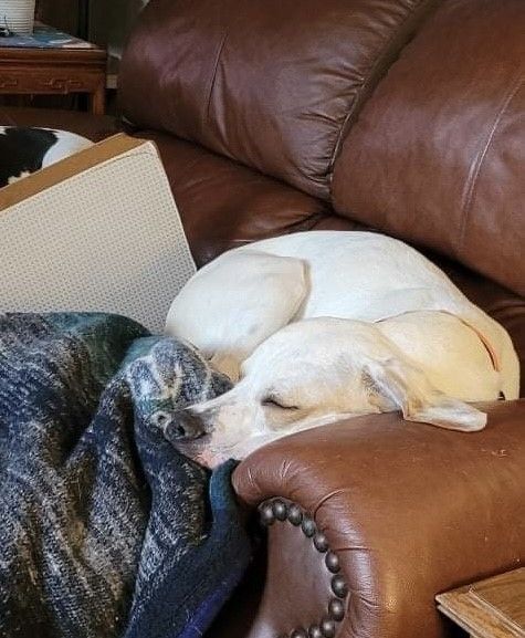 Buddy AKA Boogie, an adoptable Basset Hound, Labrador Retriever in Milwaukee, WI, 53213 | Photo Image 5