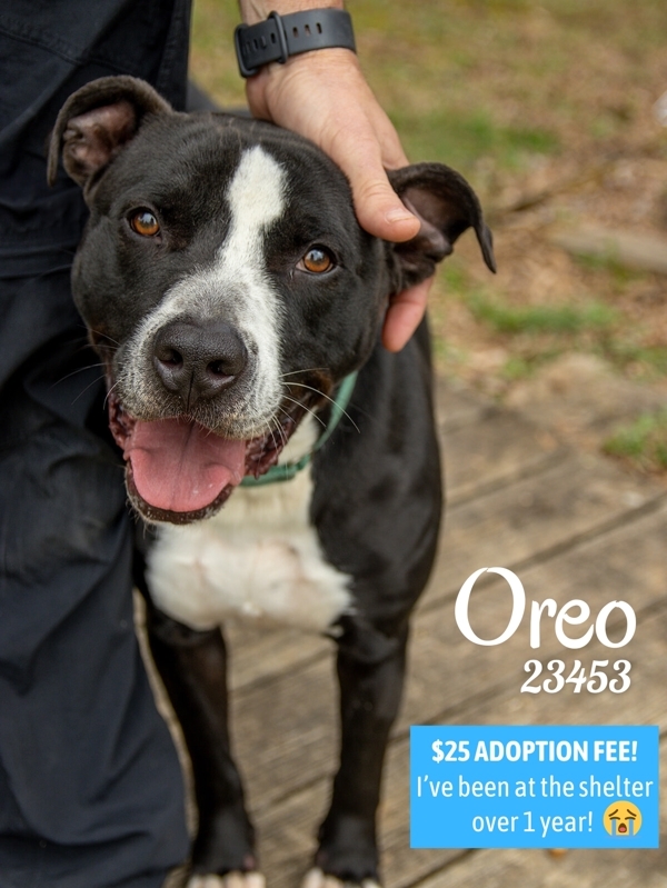 Oreo, an adoptable Pit Bull Terrier, Boxer in Oak Ridge, TN, 37830 | Photo Image 2