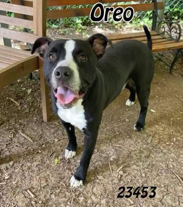 Oreo, an adoptable Pit Bull Terrier, Boxer in Oak Ridge, TN, 37830 | Photo Image 2
