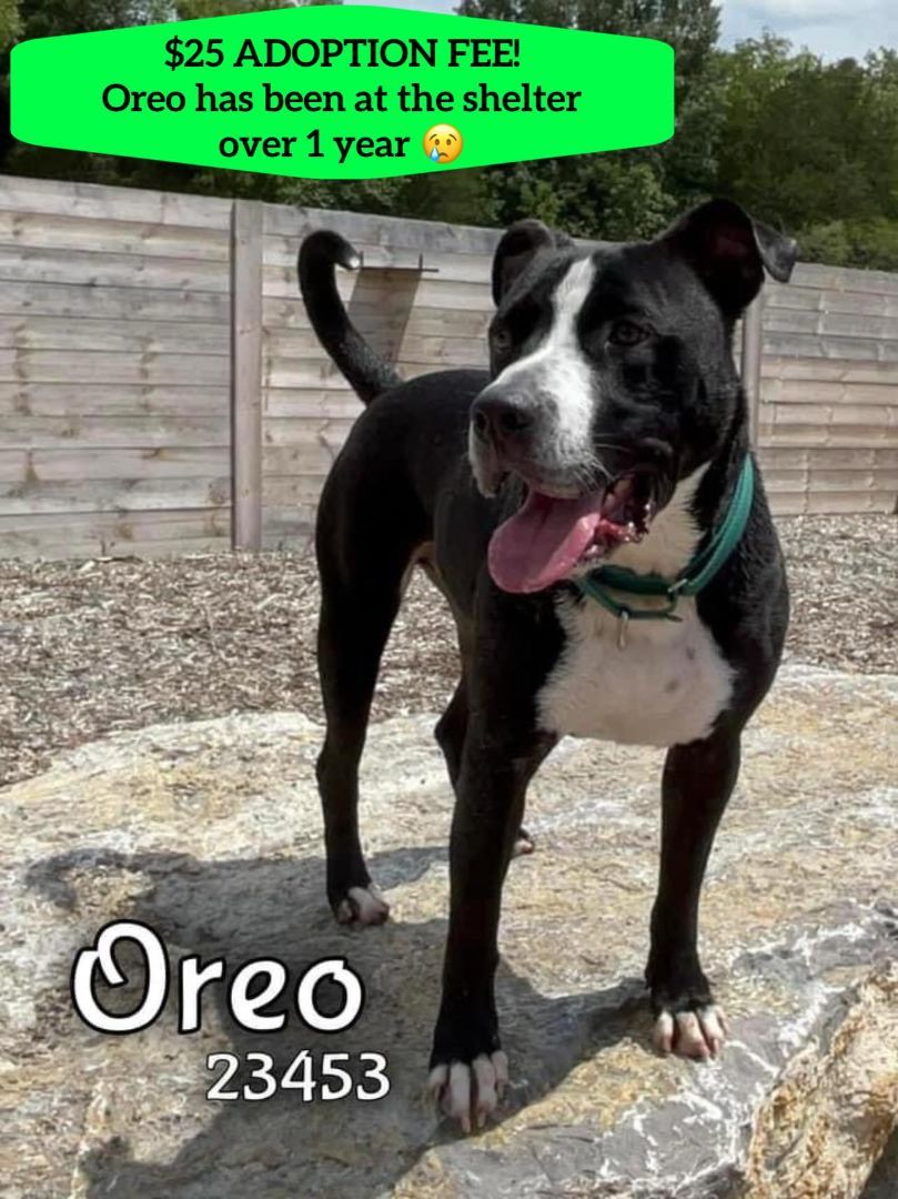 Oreo, an adoptable Pit Bull Terrier, Boxer in Oak Ridge, TN, 37830 | Photo Image 3