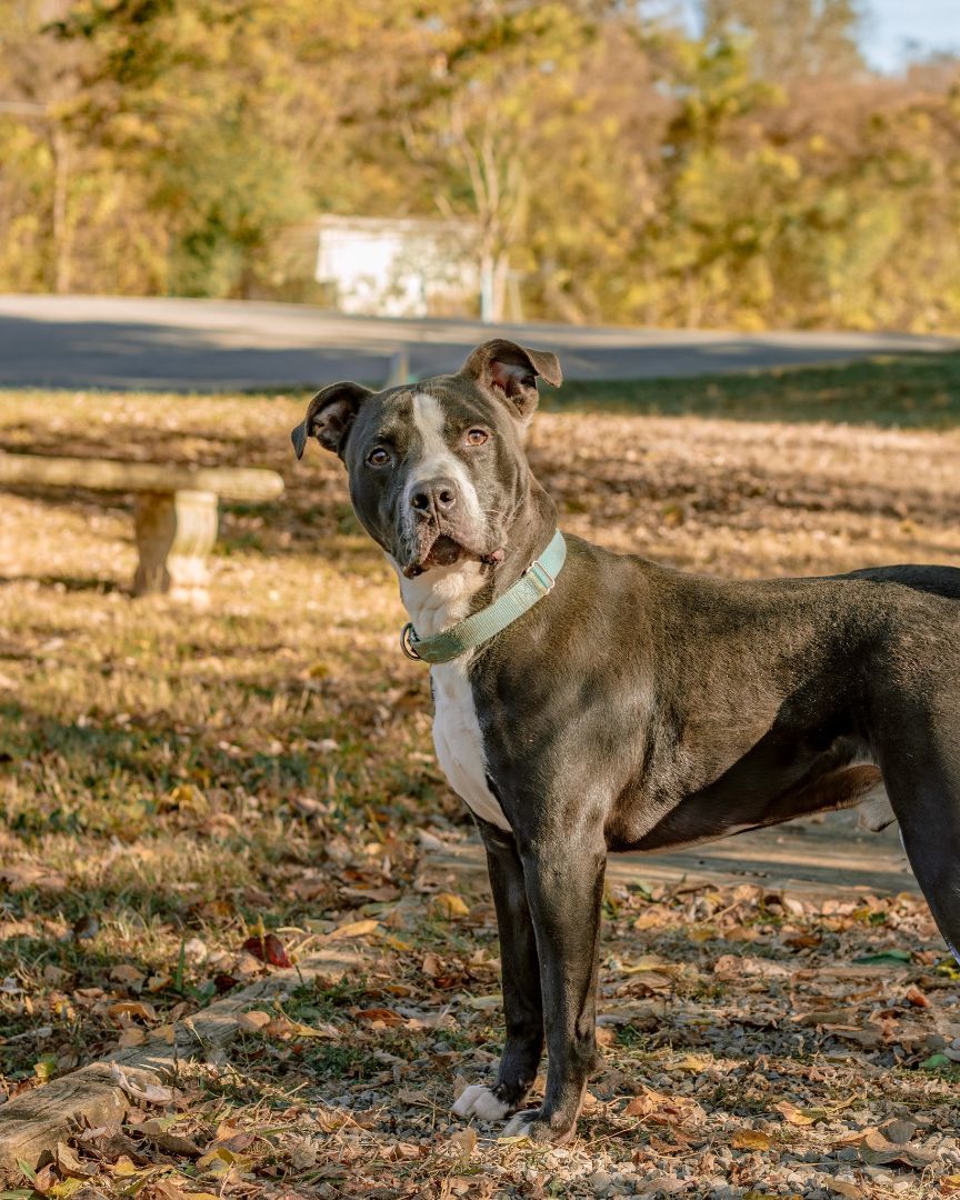 Oreo, an adoptable Pit Bull Terrier, Boxer in Oak Ridge, TN, 37830 | Photo Image 4