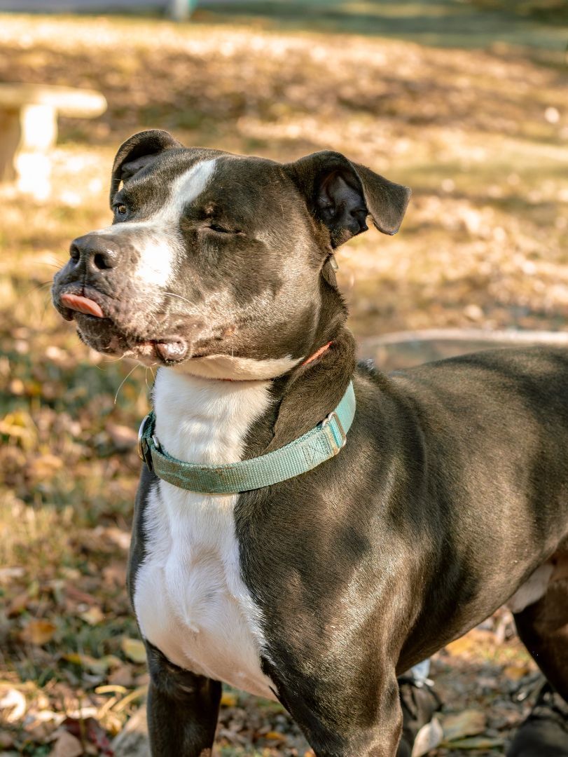 Oreo, an adoptable Pit Bull Terrier, Boxer in Oak Ridge, TN, 37830 | Photo Image 5