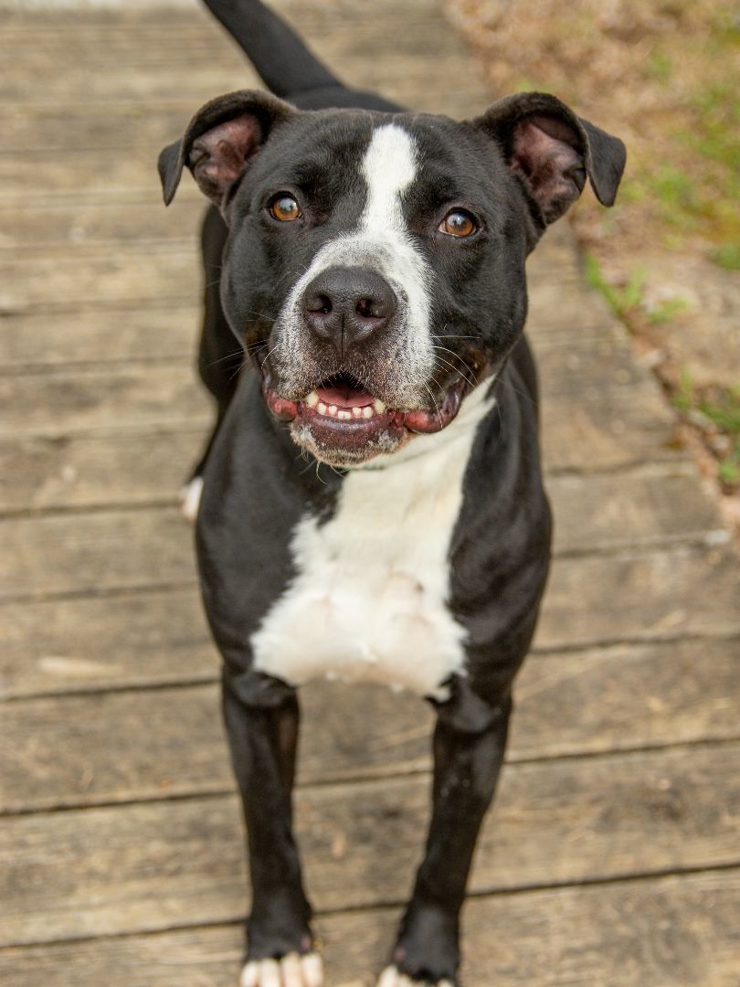 Oreo, an adoptable Pit Bull Terrier, Boxer in Oak Ridge, TN, 37830 | Photo Image 6
