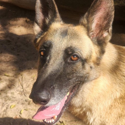 Aries, an adoptable German Shepherd Dog in Hopkins, SC, 29061 | Photo Image 1