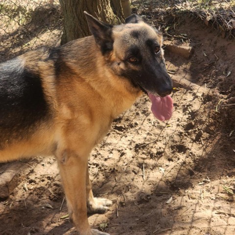 Aries, an adoptable German Shepherd Dog in Hopkins, SC, 29061 | Photo Image 2