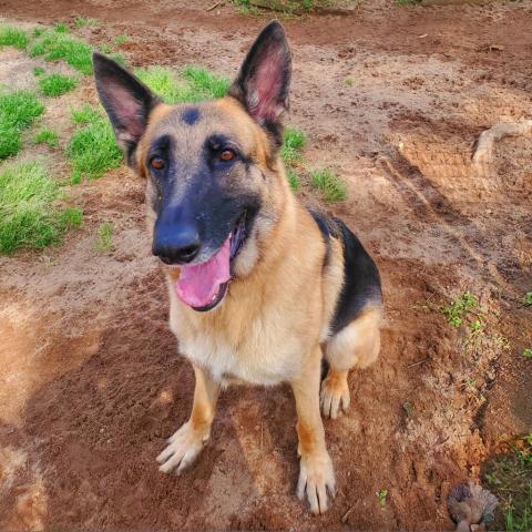 Aries, an adoptable German Shepherd Dog in Hopkins, SC, 29061 | Photo Image 3