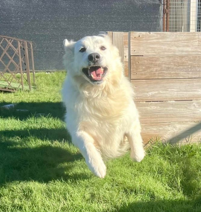 Koda Leigh DFW