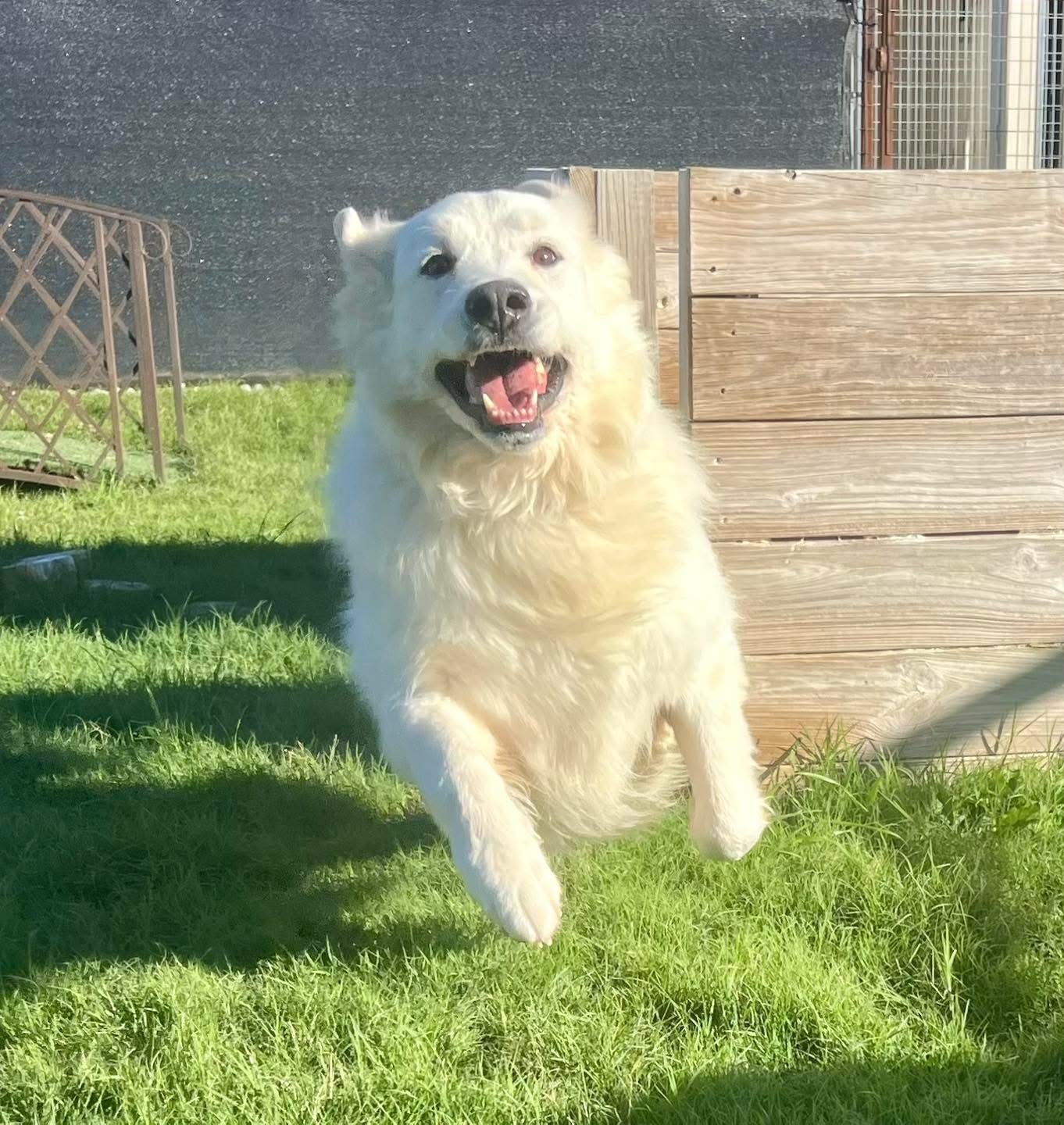 Koda Leigh DFW