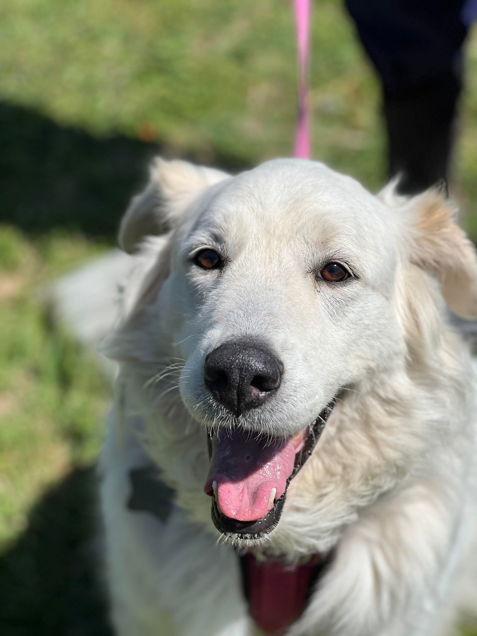 Koda Leigh DFW